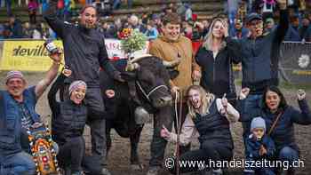 Kuh "Mélodie" gewinnt Schweizer Ringkuhkampf im Wallis