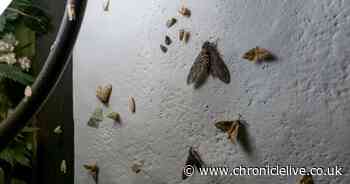 Mrs Hinch fans share simple 70p method to rid home of moths to avoid infestations