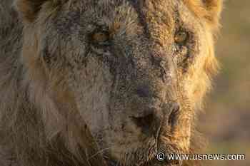 Herders in Kenya Kill 10 Lions, Including Loonkiito, One of the Country's Oldest