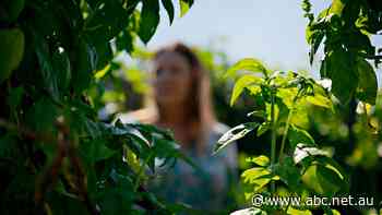 'Did they know?': Sue is one of thousands of Australians taking the Defence Department to court