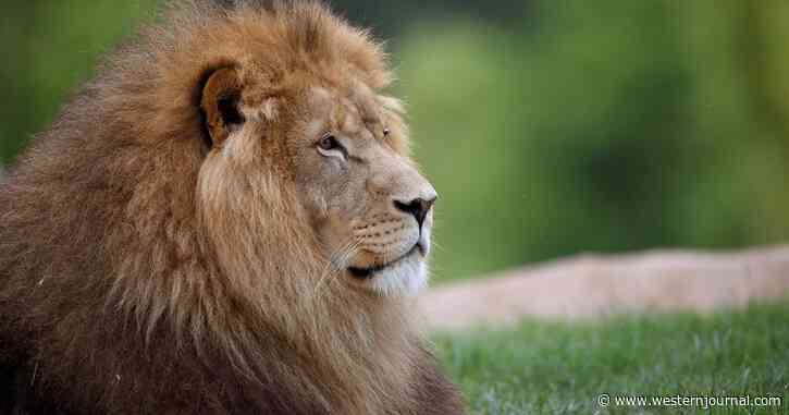 Notorious Lion Wanders Into the Wrong African Village, Conservationists Not Happy with What Happens Next