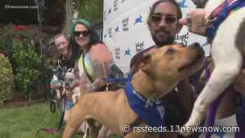 Pups strut their stuff for potential forever families at 'Poochella' in Norfolk