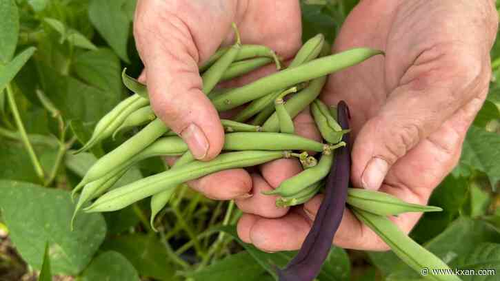 'We need every drop': Central Texas farmers hopeful after storms amid drought