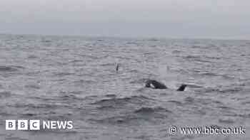 Wild Isles: Orca pod footage in Northumberland solves 'conundrum'