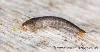 Experts warn of silver insect that could indicate expensive problem in your home