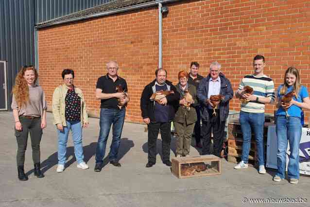 43 gezinnen doen mee aan kippenactie
