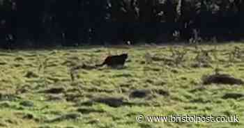 Man captures 'big cat' on trail cam in the West Country