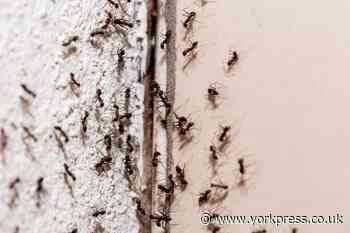 How to get rid of ants: 5 ways to keep ants out of your home