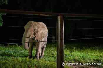 Olifant gered na 35 jaar in isolatie in horrordierentuin