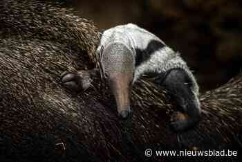 Reuzenmiereneter geboren in Zoo Planckendael