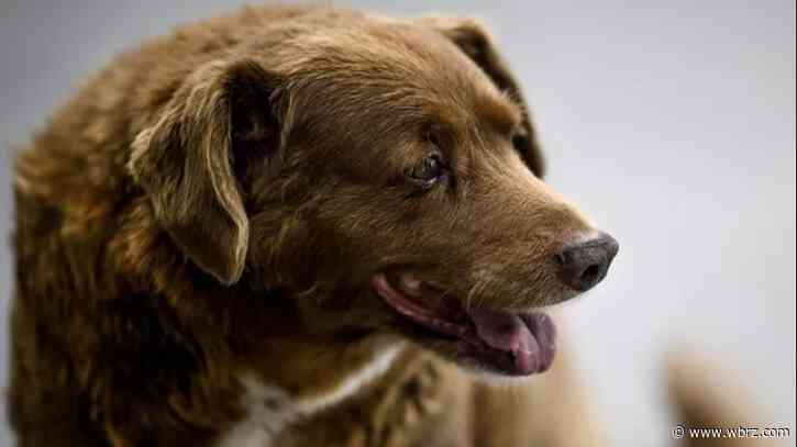 World's oldest dog, according to Guinness, celebrates 31st birthday