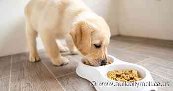 Experts' tips to save dog owners money as many struggle in 'welfare crisis'