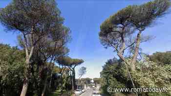 Le seghe tornano in azione a Castel Fusano: ci sono altri 80 pini da abbattere