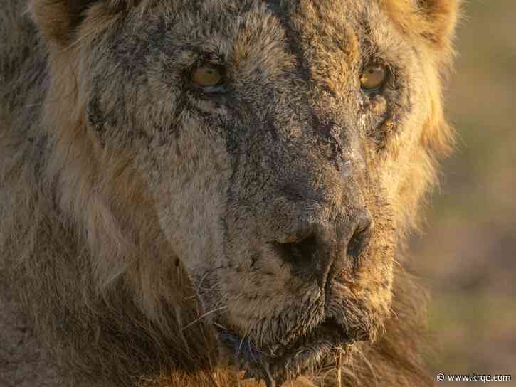 One of Kenya's oldest lions, Loonkiito, among 10 killed by herders