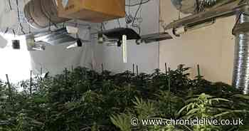 Police find cannabis farm with 250 plants in Newcastle home worth more than £200,000
