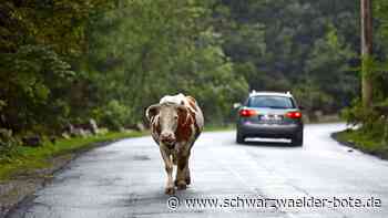 Dieses Mal in Schömberg: Schon wieder büxen Kälber aus