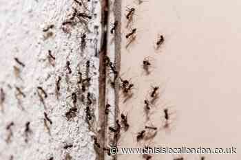 How to get rid of ants: 5 ways to keep ants out of your home