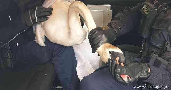Schwan verirrt sich auf Bahngleise: Polizei fängt Tier ein