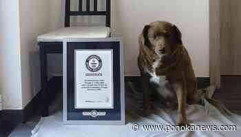 World’s oldest dog celebrates 31st birthday, according to Guinness World Records