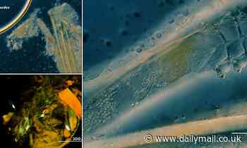 Meet the creepy crawlies that have sex on your FACE while you sleep