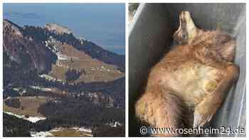 „Dann setzt der Jagdtrieb ein”: Wie eine Gams am Heuberg von zwei Hunden zu Tode gejagt wurde