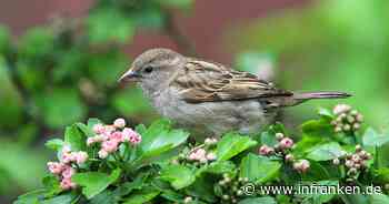 Landkreis Coburg: Diese drei Vögel wurden am häufigsten gesichtet