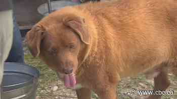 Meet the world's oldest dog