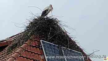 Storchenpaar muss von Wendeburger Photovoltaik-Dach weichen