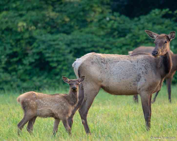 Forest Road in Valles Caldera closed for Elk Calving