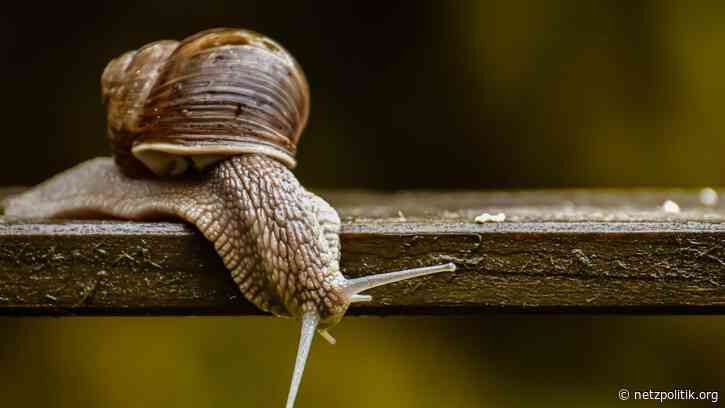 Digitale Identität: Bundesregierung lässt sich Zeit mit dem elektronischen Personalausweis