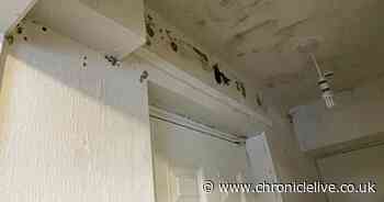 Mould, damp and condensation reported in more than 1,000 of Gateshead's council houses