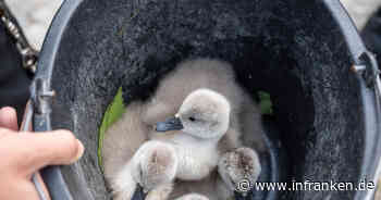 Bamberg: Feuerwehr und Polizei retten Schwäne vor Kraftwerksturbine