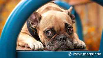 Achtsam sein: Mit neun Verhaltensweisen könnten Sie unterbewusst die Gefühle Ihres Hundes verletzen