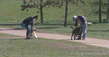 Temporary dog parks are coming to these Edmonton neighbourhoods for summer