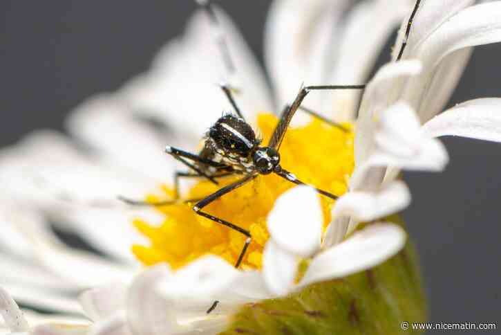 Prolifération, risques sur la santé, impact du réchauffement… Les réponses à vos questions sur le moustique tigre