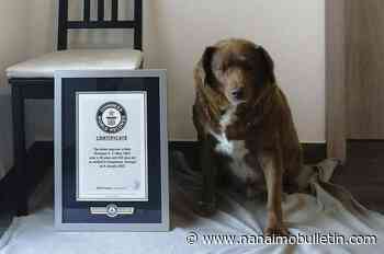 World’s oldest dog celebrates 31st birthday, according to Guinness World Records