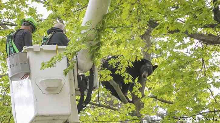 Bear in a tree holds Michigan city in suspense for hours on Mother’s Day