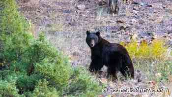 How to reduce bear-human conflicts as hibernation ends
