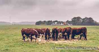 Fibre factor in beef cattle diets hurting weights