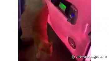 WATCH:  Prize surprise: Sleepy cat emerges from claw machine