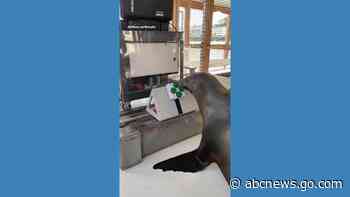 WATCH:  Sea lion trained by Navy to be 'avid gamer'