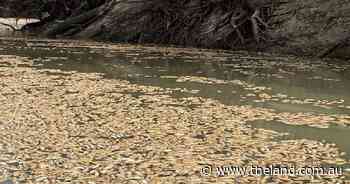 Calls for independent inquiry into Menindee fish deaths