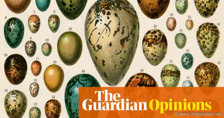 An egg: unfertilised, it is one giant cell | Helen Sullivan