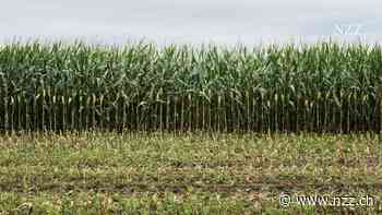 Der Bund verteilt 7 Milliarden Franken an schädlichen Subventionen – vor allem für Landwirtschaft und Klimaschutz