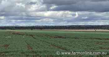 Big boost for southern Queensland croppers with spectacular opening rain