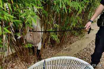 Goat led police on chase and caused traffic chaos in Lancaster