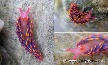 Rock pooler discovers a stunning Rainbow Sea Slug in south Cornwall