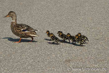 Entenfamilie sorgt für Verkehrschaos auf B 30