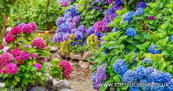 Gardening expert shares 10 'fuss-free' plants everyone should have in their garden