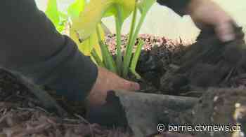 What to know before planting your garden this spring